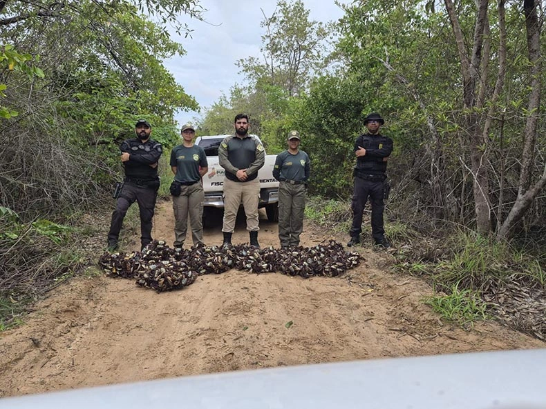 Fiscalização apreende quase 900 caranguejos-uçá durante defeso no litoral e constata crime ambiental