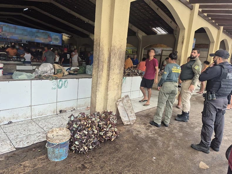 Fiscalização apreende quase 900 caranguejos-uçá durante defeso no litoral e constata crime ambiental