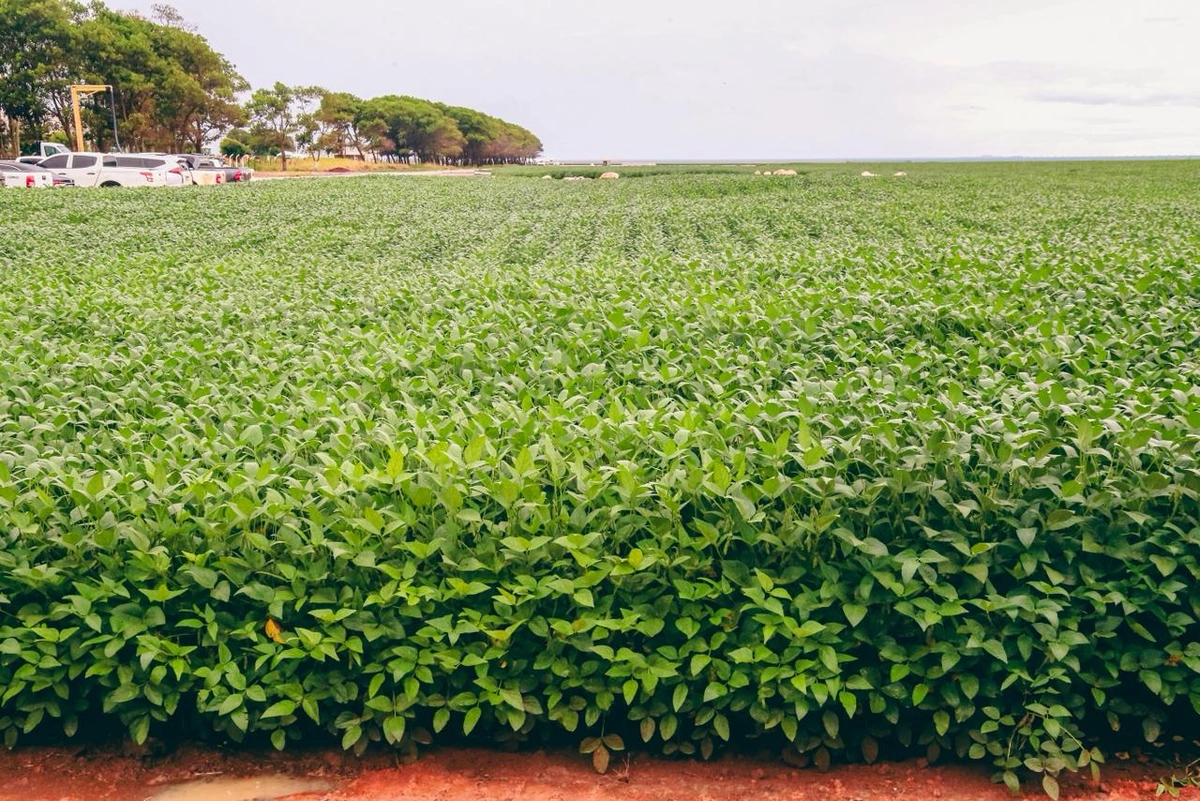 Governador Rafael Fonteles participou do Dia de Campo da Fazenda Ipê, no município de Baixa Grande do Ribeiro