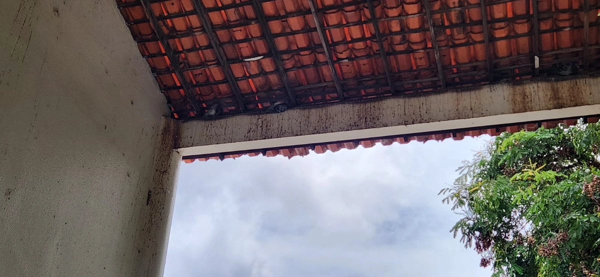 Hospital do Buenos Aires como criatório de pombos