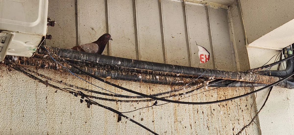 Hospital do Buenos Aires como criatório de pombos