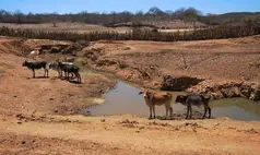 Entre a seca e a enxurrada: Defesa Civil alerta para clima irregular no Piauí