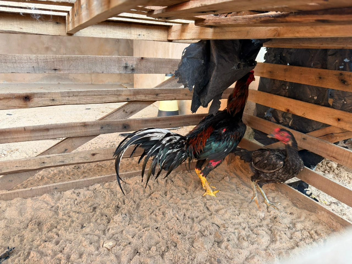 Animais apreendidos em Demerval Lobão