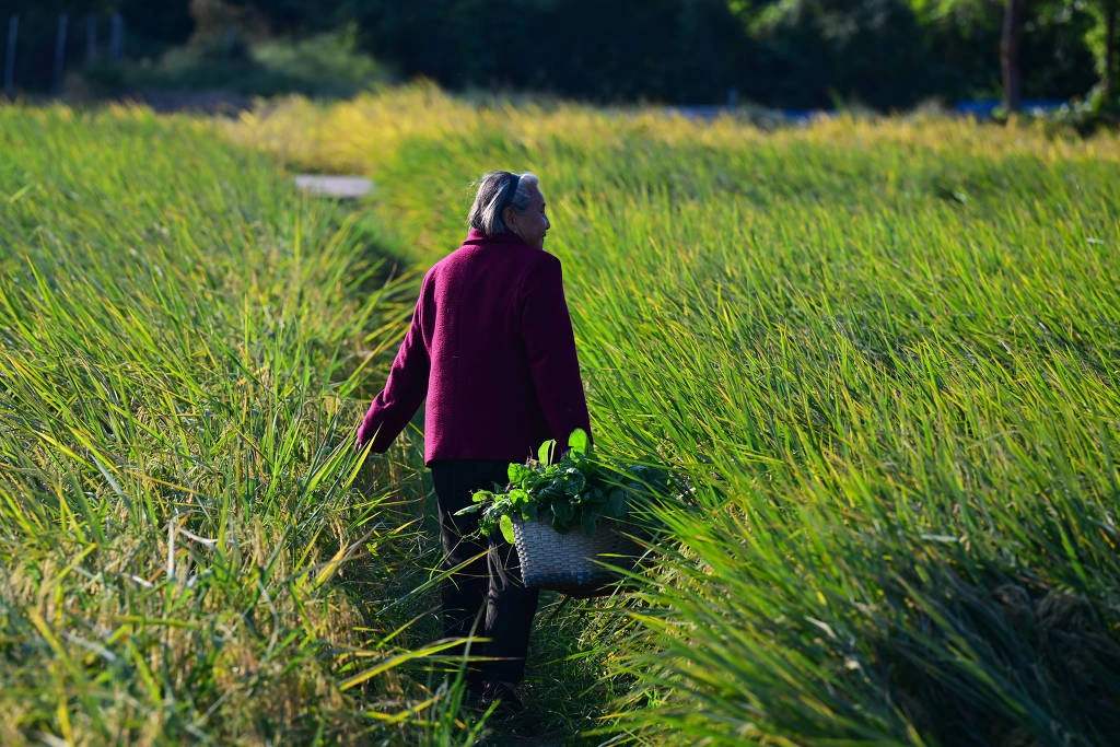 Dai Shuying, 82, volta para casa com os vegetais que colheu nos campos da Vila Laomei, cidade de Tongcheng, leste da China
