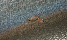 Escorpiões em ônibus acendem alerta grave