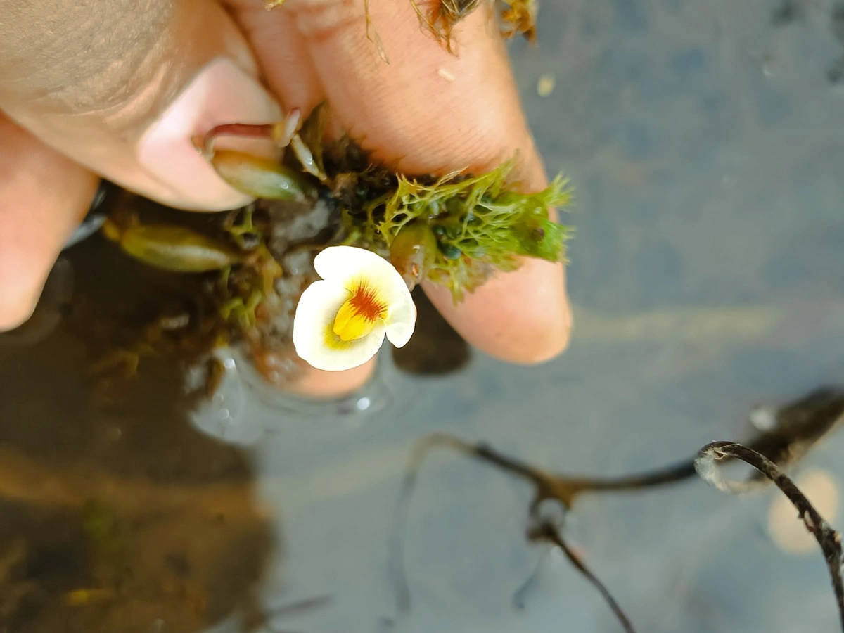 Planta carnívora rara reaparece no Piauí e lembra que a natureza ainda resiste