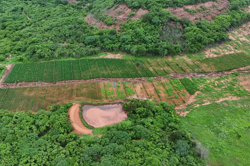 Plantação com mais de 100 mil pés de maconha é encontrada no interior do Piauí