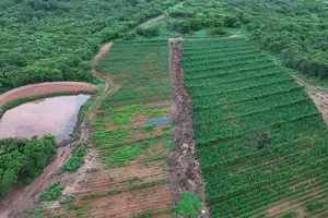 Plantação com mais de 100 mil pés de maconha é encontrada no interior do Piauí (Foto: SSP-PI)