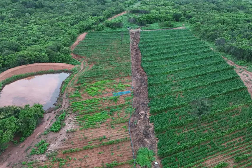 Plantação com mais de 100 mil pés de maconha é encontrada no interior do Piauí