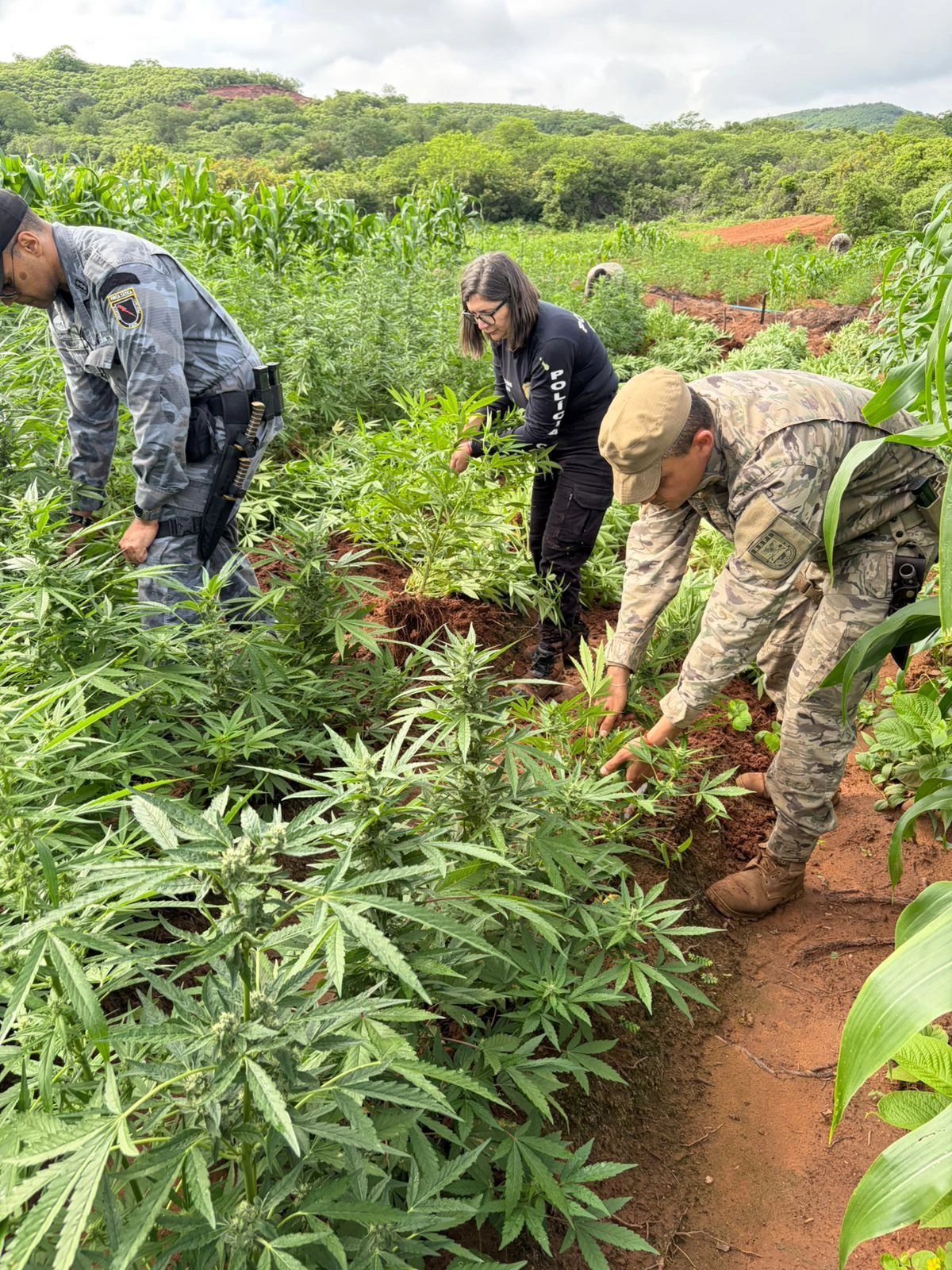 Plantação com mais de 100 mil pés de maconha é encontrada no interior do Piauí