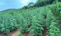 Plantação de maconha é descoberta e destruída no interior do Piauí