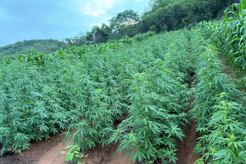 Plantação com mais de 100 mil pés de maconha é encontrada no interior do Piauí