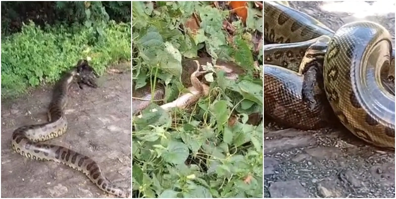 Sucuri é flagrada devorando animais no meio da rua na zona Leste de Teresina