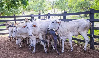 Cadastro da marca do rebanho passa a ser obrigatório no Piauí