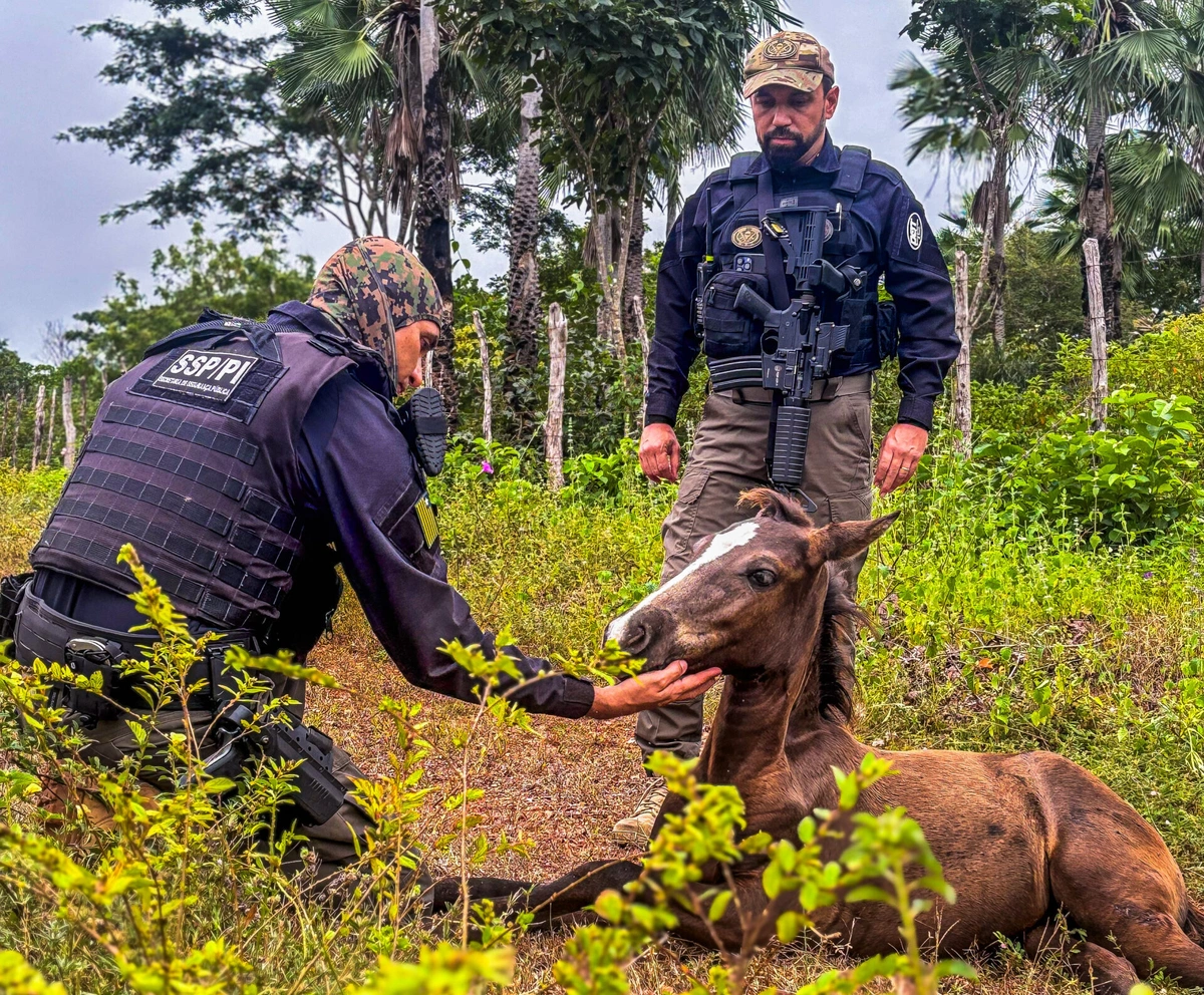 Operação Porteira Fechada coordenada pelo DOT/SSP-PI