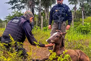 Operação Porteira Fechada coordenada pelo DOT/SSP-PI (Foto: SSP-PI)