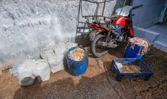 Polícia fecha abatedouro clandestino e prende responsável na zona Sul