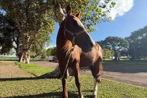 Cavalo Caramelo em gramado no campus da Ulbra em Canoas, onde vive desde seu resgate em maio de 2024 (Foto: Redes Sociais)