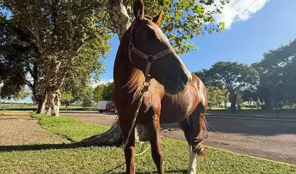 Caramelo vira símbolo de superação e ganha vida de celebridade no RS