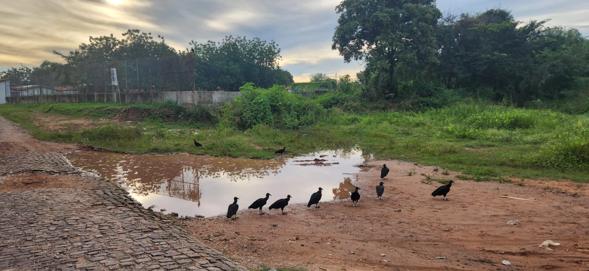 Lixão no Residencial Parque Wall Ferraz na Santa Maria da Codipe