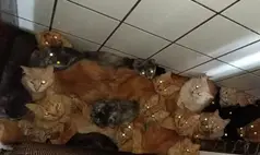 Mulher é investigada após manter cerca de 400 gatos em apartamento em SC