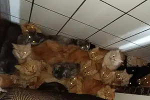 Mulher vira alvo da polícia após manter 400 gatos em apartamento de SC (Foto: Reprodução)
