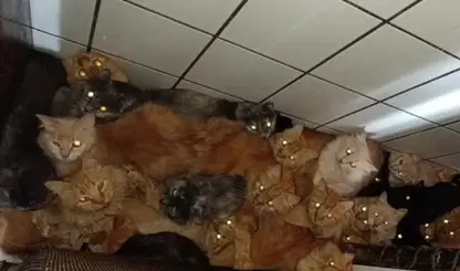 Mulher é investigada após manter cerca de 400 gatos em apartamento em SC