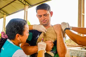 Vacinação contra raiva (Foto: Reprodução)