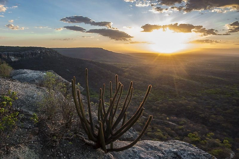Caatinga do nordeste brasileiro