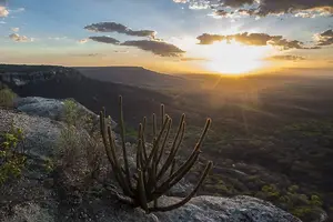 Caatinga do nordeste brasileiro (Foto: Reprodução)