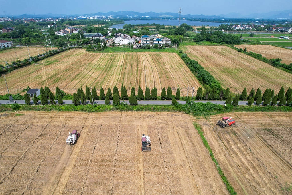 Máquinas agrícolas trabalham durante colheita na vila de Yantang, na província de Zhejiang, no leste da China