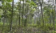 Projetos recuperam árvores nativas e ajudam a reconstruir a Mata Atlântica no sul da Bahia
