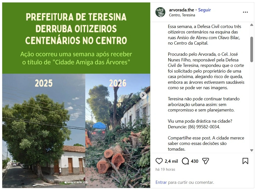 Árvores em Teresina e a falta de politicas públicas