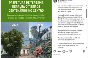Árvores em Teresina e a falta de politicas públicas (Foto: Reprodução)