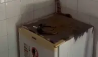 Jiboia é resgatada dentro de secretaria e devolvida à natureza no Sul do Piauí