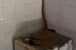 Uma jiboia de aproximadamente 1,20 metro foi resgatada de dentro do prédio da Secretaria Municipal do Meio Ambiente de Cristino Castro, no Sul do Piauí (Foto: Defesa Civil de Cristino Castro)