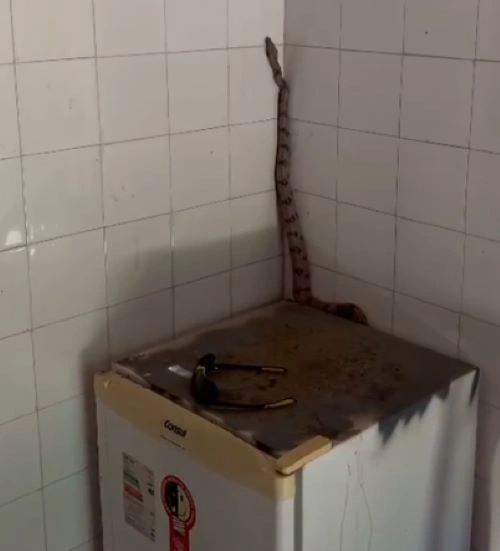 Uma jiboia de aproximadamente 1,20 metro foi resgatada de dentro do prédio da Secretaria Municipal do Meio Ambiente de Cristino Castro, no Sul do Piauí
